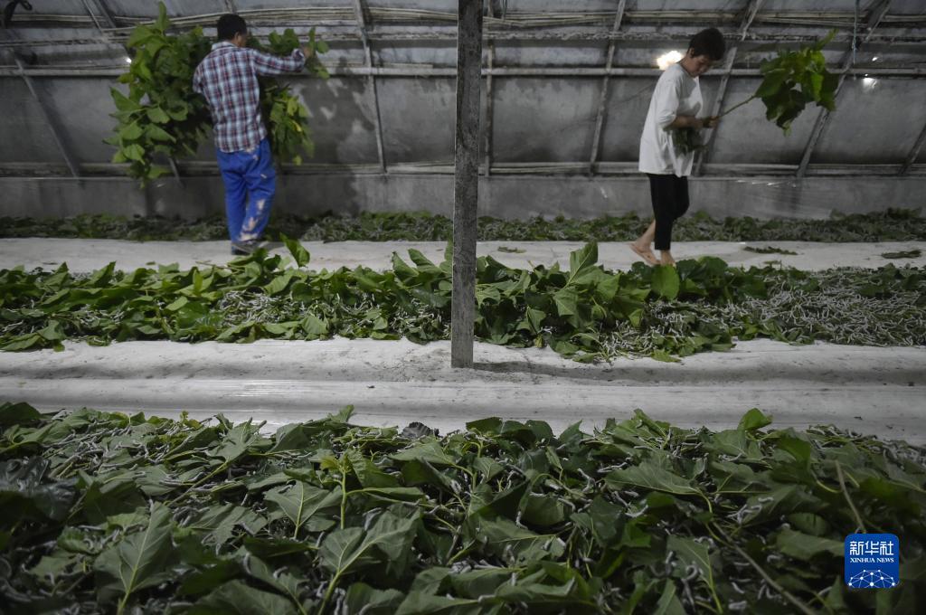 菠菜网下载